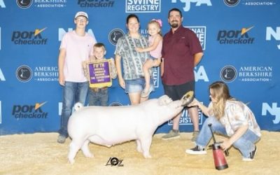 5th Overall Landrace Barrow – 2023 The Exposition