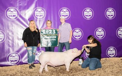 Champion Landrace Market Hog – 2023 Michigan Livestock Expo.