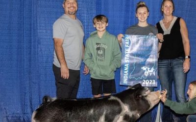 4th Overall Division 2 Spot Gilt – 2023 Indiana State Fair Jr Show
