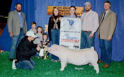 Champion Landrace Gilt – 2023 NAILE