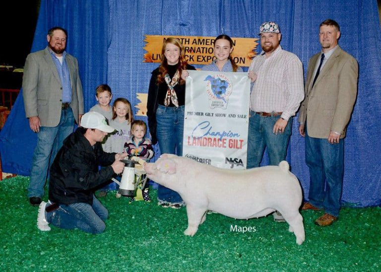 Champion Landrace Gilt – 2023 NAILE