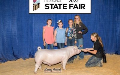 1st Place Chester Barrow – 2023 Indiana State Fair Jr Show