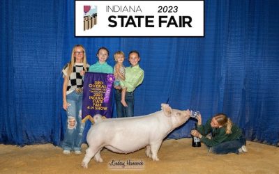 3rd Overall Yorkshire Gilt & Champion Division 1 – 2023 Indiana State Fair Jr Show