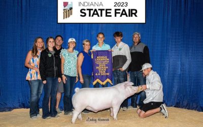 Reserve Champion Landrace Barrow   – 2023 Indiana State Fair Jr Show