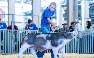 Reserve Champion Spot Barrow – 2023 Kansas State Fair