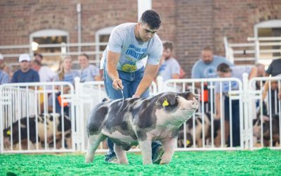 Champion Spot Barrow – 2023 Iowa State Fair FFA Show