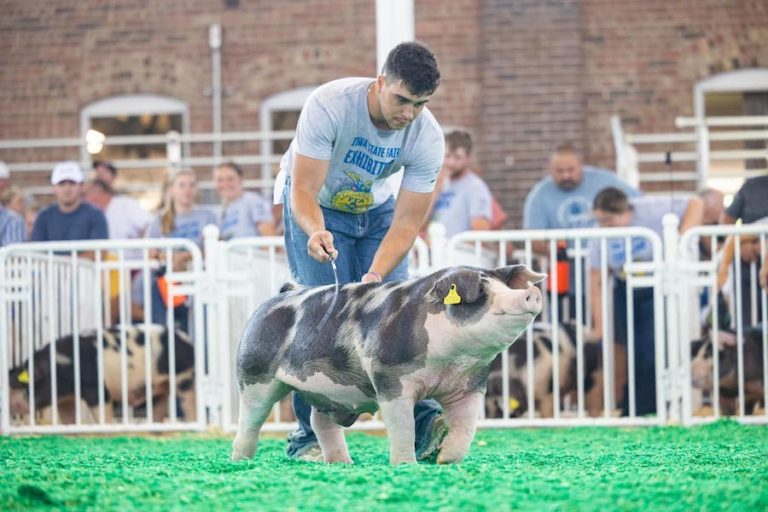 Champion Spot Barrow – 2023 Iowa State Fair FFA Show