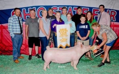 3rd Overall Yorkshire Gilt – 2023 Ohio State Fair Jr Show