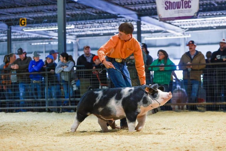 5th Overall Spot Market Hog – 2023 Arkansas State Fair