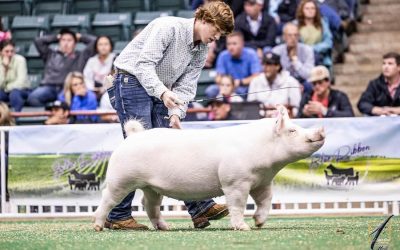 Reserve Champion Yorkshire Gilt  – 2023 Georgia National Fair