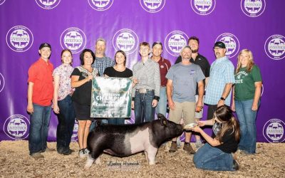 3rd Overall Crossbred Gilt – 2023 Michigan Livestock Expo