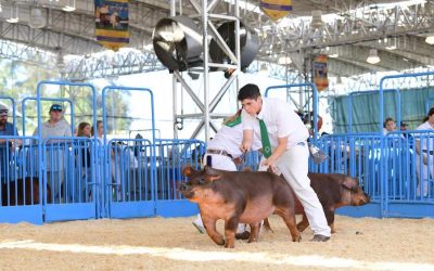 Champion Duroc Barrow – 2023 California State Fair
