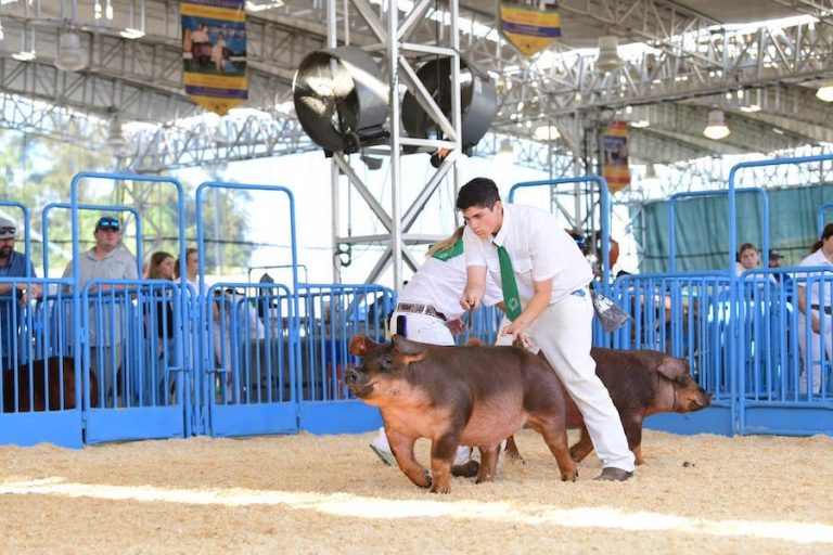 Champion Duroc Barrow – 2023 California State Fair