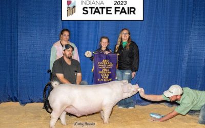 3rd Overall Landrace Barrow – 2023 Indiana State Fair Jr Show