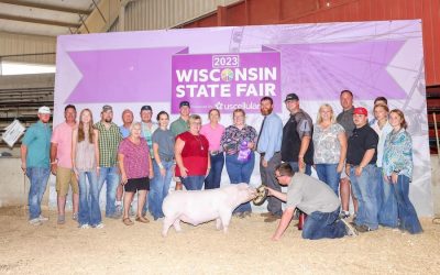 Reserve Champion Landrace Barrow – 2024 Wisconsin State Fair