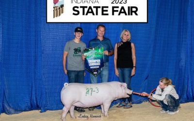Champion Landrace Gilt – 2023 Indiana State Fair Ribbon Cutting Classic