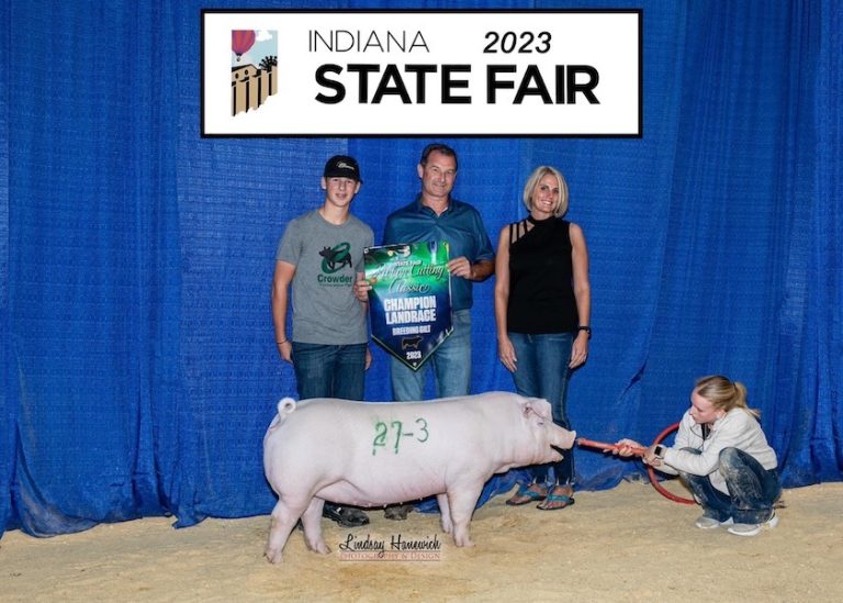 Champion Landrace Gilt – 2023 Indiana State Fair Ribbon Cutting Classic