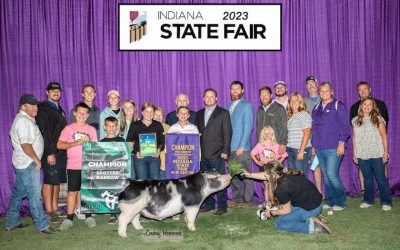 Champion Spot Barrow – 2023 Indiana State Fair Jr Show