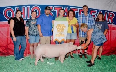 3rd Overall Landrace Barrow – 2023 Ohio State Fair Jr Show