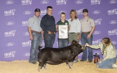 Bronze Berkshire Gilt  – 2023 Tulsa State Fair