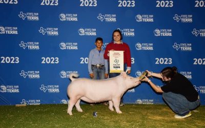Reserve Champion Yorkshire Gilt  – 2023 State Fair of Texas