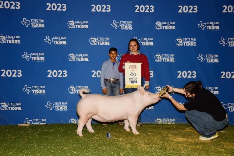 Reserve Champion Yorkshire Gilt – 2023 State Fair of Texas