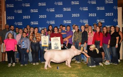 Supreme Champion Gilt & Champion Yorkshire   – 2023 State Fair of Texas