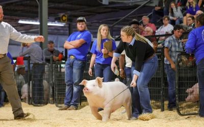 17th Overall Market Hog & Champion Chester  – 2023 Arkansas State Fair