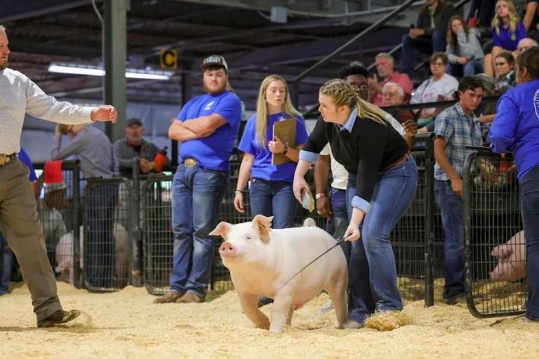 17th Overall Market Hog & Champion Chester – 2023 Arkansas State Fair