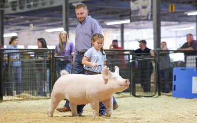 1st Place Yorkshire Gilt – 2023 Arkansas State Fair