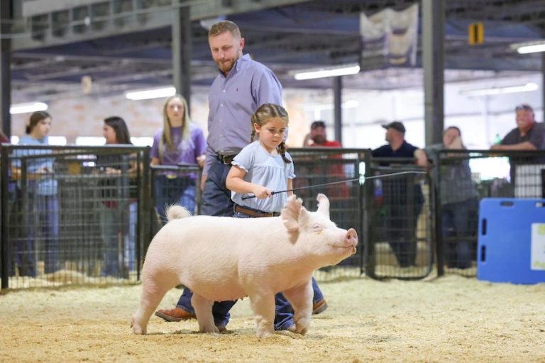 1st Place Yorkshire Gilt – 2023 Arkansas State Fair