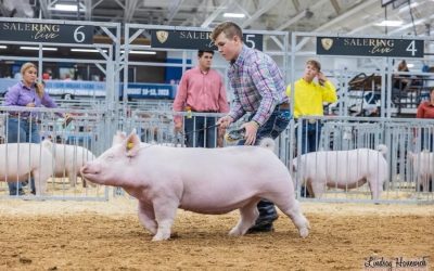 4th Overall Division 1 Yorkshire Gilt- 2023 Indiana State Fair Jr Show