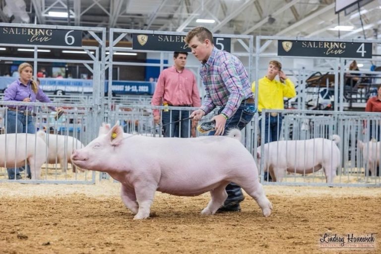 4th Overall Division 1 Yorkshire Gilt- 2023 Indiana State Fair Jr Show