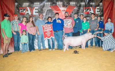 Reserve Champion Chester Gilt – 2023 Arkansas Youth Expo