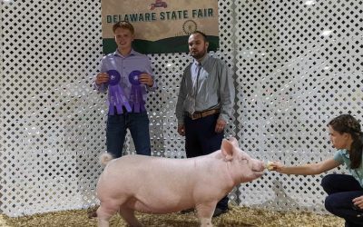 Champion Yorkshire Gilt – 2023 Delaware State Fair
