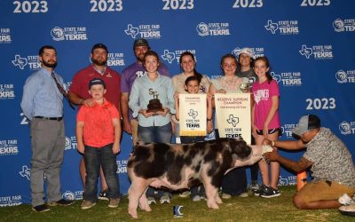 Reserve Supreme Overall Gilt & Champion Spot – 2023 State Fair of Texas