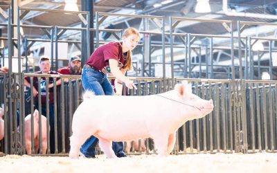 Champion Yorkshire Gilt – 2023 Minnesota State Fair