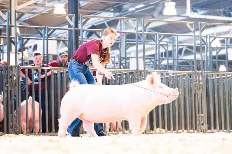 Champion Yorkshire Gilt – 2023 Minnesota State Fair