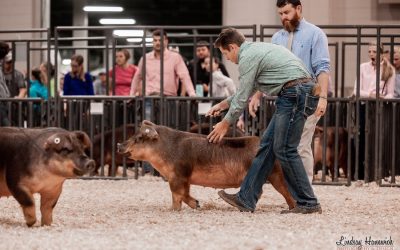 3rd Overall Duroc Market Hog – 2023 Michigan Livestock Expo