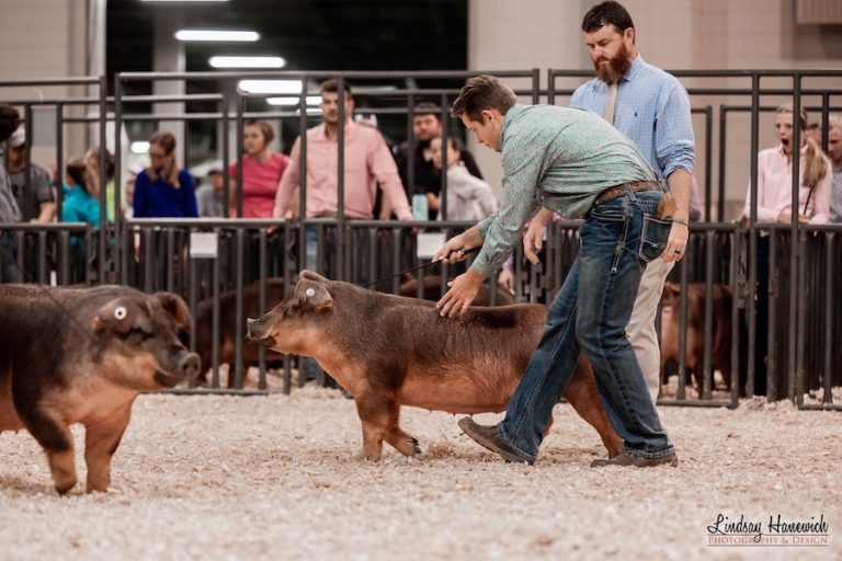 3rd Overall Duroc Market Hog – 2023 Michigan Livestock Expo