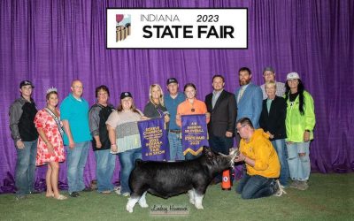 5th Overall Barrow & Reserve Berkshire – 2023 Indiana State Fair Jr Show