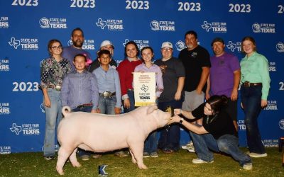 Reserve Champion Chester Gilt – 2023 State Fair of Texas