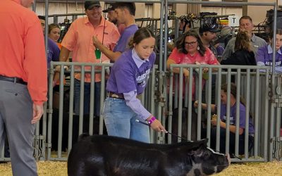 Reserve Champion Poland Barrow – 2023 Kansas State Fair