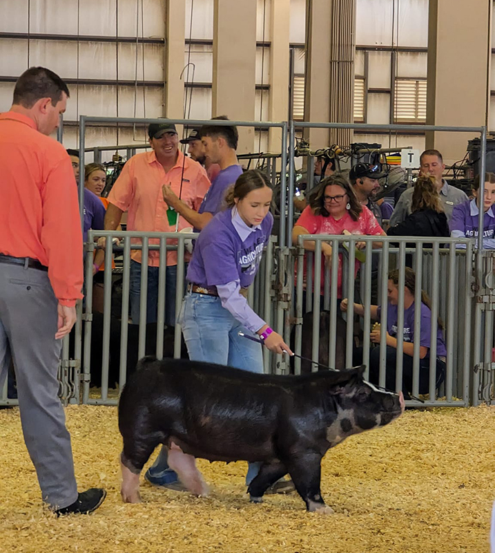 Reserve Champion Poland Barrow – 2023 Kansas State Fair