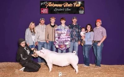 Champion Chester Gilt – 2023 Arkansas State Fair
