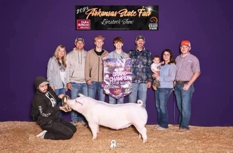 Champion Chester Gilt – 2023 Arkansas State Fair