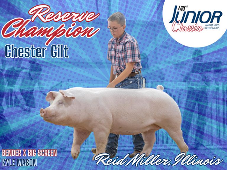 5th Overall Team Purebred Gilt & Reserve Champion Chester – 2023 NBS Junior Classic