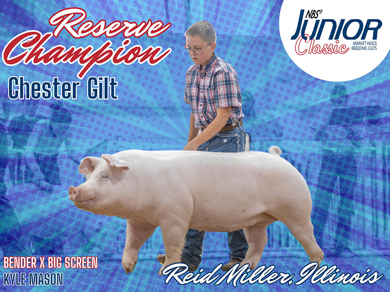 5th Overall Team Purebred Gilt & Reserve Champion Chester – 2023 NBS Junior Classic