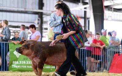 Reserve Champion Duroc Gilt – 2023 Delaware State Fair