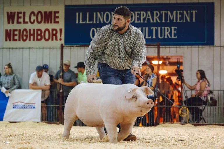 Reserve Champion Landrace Gilt – 2023 Illinois State Fair Jr Show